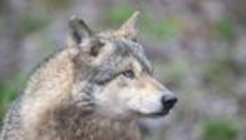 Tiere: CDU kritisiert Senat nach Vorfall mit Wolf in Altona
