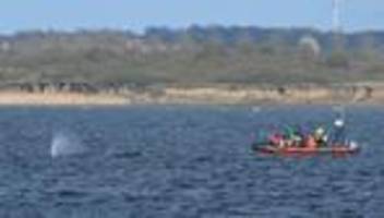 Tiere: Sichtung vor Wismar: Buckelwal schwimmt frei