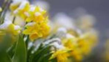 Wetter: Wann kommt der Frühling wieder? So sind die Aussichten