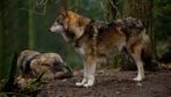 Wölfe: Wildparkchef für Freilassung des Wolfes