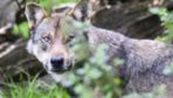 Hamburg: Wolf nach Biss in Hamburg in Wildtierstation gebracht