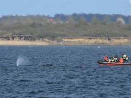 Greenpeace und Polizei vor Ort: Buckelwal sitzt vor Wismar erneut fest
