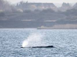 In Wismarer Bucht aufgetaucht: Der Wal ist wieder da
