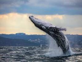 Nach Dezimierung durch Walfang: Viele Walpopulationen erholen sich deutlich