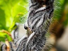 staubsauger, helikopter, meisen: so kämpft deutschland gegen eichenprozessionsspinner