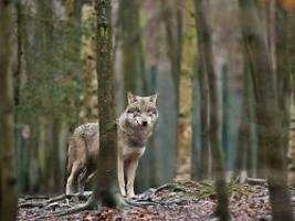 Vorsicht, Wildtier? : Wolf in Sicht: Wie man sich jetzt richtig verhält