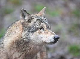 Welpe in der Abwanderungsphase?: Attacke in Hamburg war erster Wolfsangriff seit Wiederansiedlung