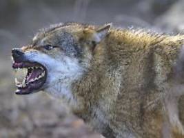 wildtierexperte im interview: wann ein wolf einen menschen attackiert