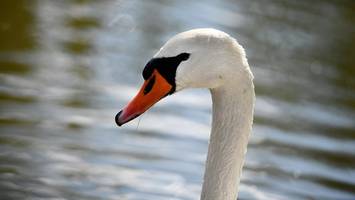 lebendiger schwan im gleisbett – u3 kann halbe stunde nicht fahren