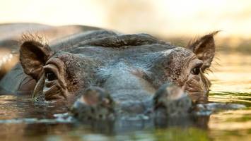 Zoo Berlin trauert um Flusspferd-Kuh Kathi – „Verlust geht Team nahe“