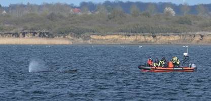 Buckelwal »Timmy« ist nicht mehr zu sehen