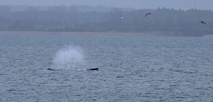 Buckelwal »Timmy« nach Abtauchen erneut vor Wismar gesichtet
