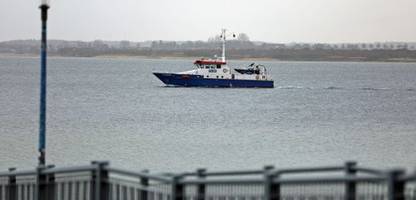 Buckelwal »Timmy« sitzt schon wieder fest