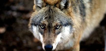 hamburg: wie oft greifen wölfe menschen an und wie gefährlich ist ein biss?