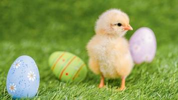 wann sagt man „frohe ostern“? viele liegen falsch – die wichtigsten infos