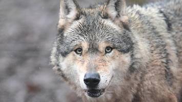 wolf attackiert frau in altona: cdu wirft hamburger senat fahrlässigkeit vor