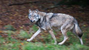 Wolf verirrt sich in Hamburger City: Experte hatte es vorausgesagt