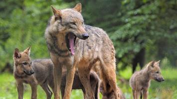 wölfe in hamburg: die wichtigsten fragen und antworten