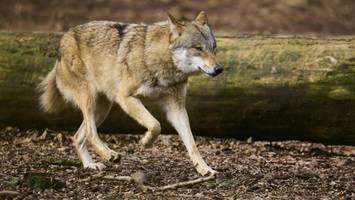 Experte spricht sich für kontrollierte Freilassung des Hamburger Wolfes aus