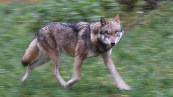 Was tun, wenn ich einen Wolf sehe? Experten geben Tipps