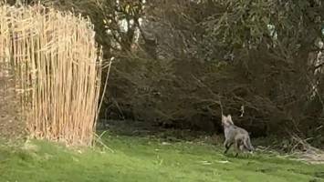 „der wolf hat sie angesprungen“: augenzeugin schildert die attacke in altona