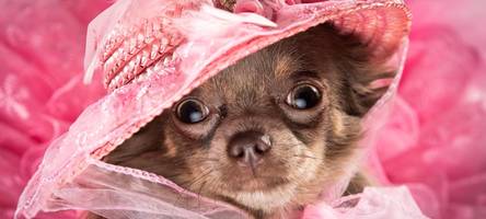 vogue verklagt dogue: modemagazin fletscht die zähne gegen hundezeitschrift