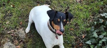 chicco im drogenrausch: hund frisst versehentlich cannabis – und stirbt fast