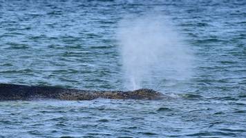 Von Wal fehlt jede Spur – Umwelt-Minister: Er kämpft