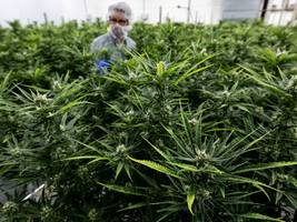 cannabis: zwei jahre nach legalisierung: mehr riskanter konsum, weniger kriminalität