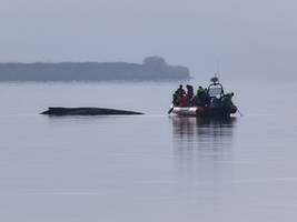 Ostsee: Rettungsversuche für Wal vor Wismar werden eingestellt