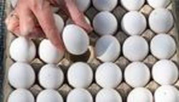 statistik zu ostern: so viele eier legen die hühner in baden-württemberg