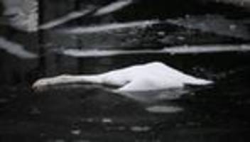 Vogelgrippe: Jeder fünfte tote Wildvogel diesen Winter mit Vogelgrippe