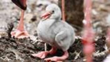 zoo karlsruhe: was aus diesem grauen küken einmal werden soll