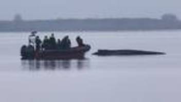 Ostsee: Experten sehen keine Überlebenschance mehr für Buckelwal