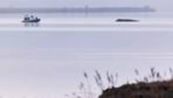 Wal in der Ostsee: Buckelwal liegt weiter vor Insel Poelin der Ostsee