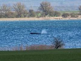nachtruhe für den buckelwal : gesamtprognose für das tier ist nicht gut