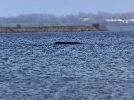 rettungsversuche aufgegeben: experten sicher: gestrandeter wal wird sterben