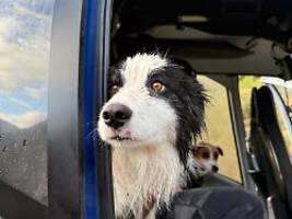 Spenden und eine Scheibe Wurst: Hündin wartet eine Woche in der Wildnis auf Rettung