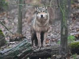 Vorläufiges neues Zuhause: Wolf kommt nach Angriff in Auffangstation unter