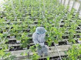 Zwei Jahre Legalisierung: Bericht: Deutschland ist XL-Markt für Cannabis