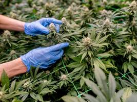 teillegalisierung: deutschland laut bericht größter europäischer markt für cannabis