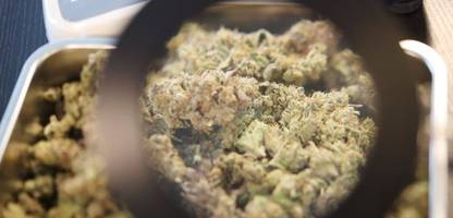 cannabis: legalisierung führte bisher nicht zu mehr konsum