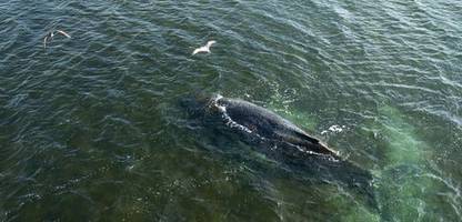ostsee: rettungsversuche für den vor wismar erneut gestrandeten buckelwal werden eingestellt