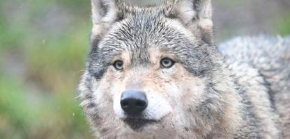 hamburg: hat der wolf wirklich zugebissen?