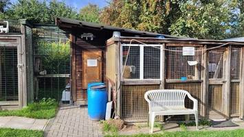 Tierheim in großer Not – warum darf die Stadt nicht helfen?
