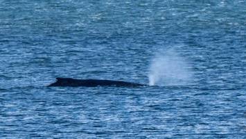 Wal vor Insel Poel: Greenpeace-Experten gehen vom baldigen Tod des Tiers aus