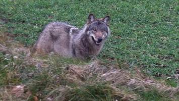 Wird der Wolf nach der Attacke in Hamburg getötet? Was Experten fordern