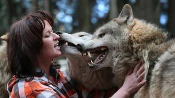 expertin tanja askani bittet: „lasst den hamburger wolf frei“