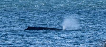 Rettungsversuche für den Wal vor Wismar werden eingestellt