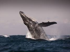 debatte: wal, erlöse uns